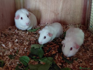 Guinea Pig rodents - Advert 12