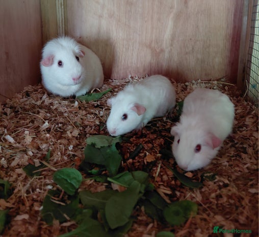 Guinea Pig rodents - Advert 1