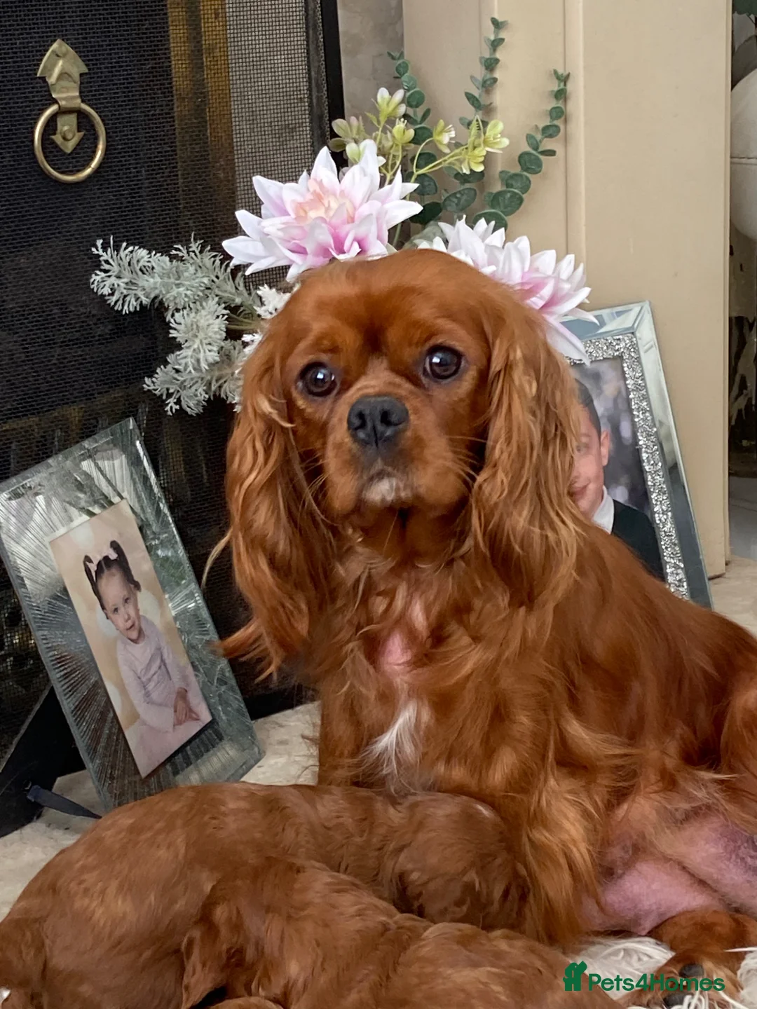 Cavalier King Charles Spaniel dogs for sale: Adult Ruby Female Cavalier KC Spaniel - Advert 6