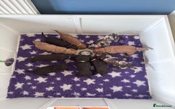 Sproodle dogs for sale: 10 fb2 Sproodles puppies  - Image 5