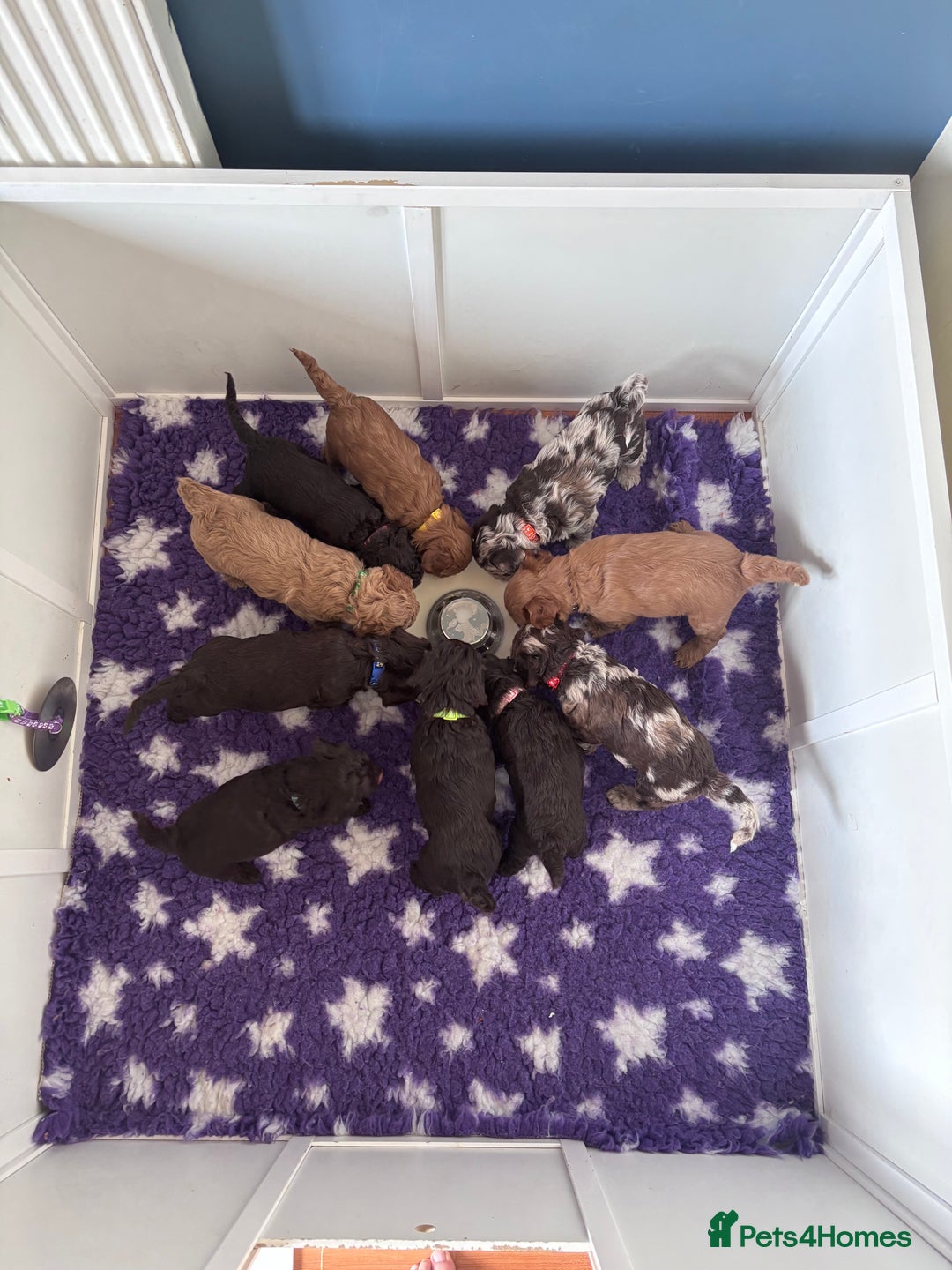 Sproodle dogs for sale: 10 fb2 Sproodles puppies  - Image 5