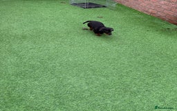 Miniature Dachshund dogs for sale: Beautiful dachshund puppies  - Advert 10