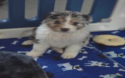 Australian Shepherd dogs for sale: Kc reg austraian shepards  - Image 6