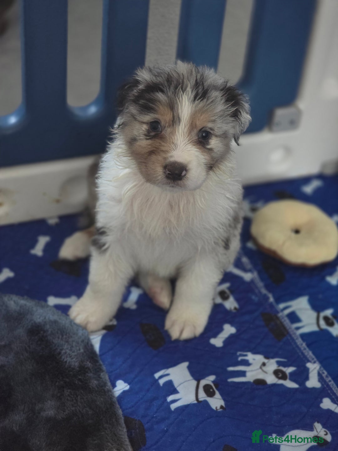 Australian Shepherd dogs for sale: Kc reg austraian shepards  - Image 6