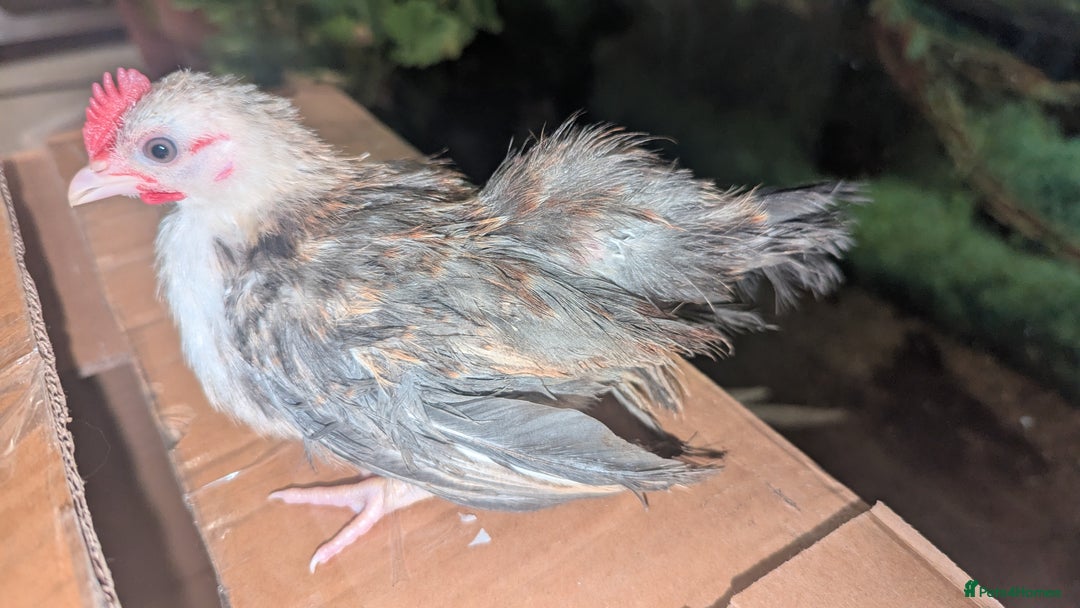 Chickens poultry for sale: Serama chicks 1 1/2 to 2 months,READ DESCRIPTION - Image 11
