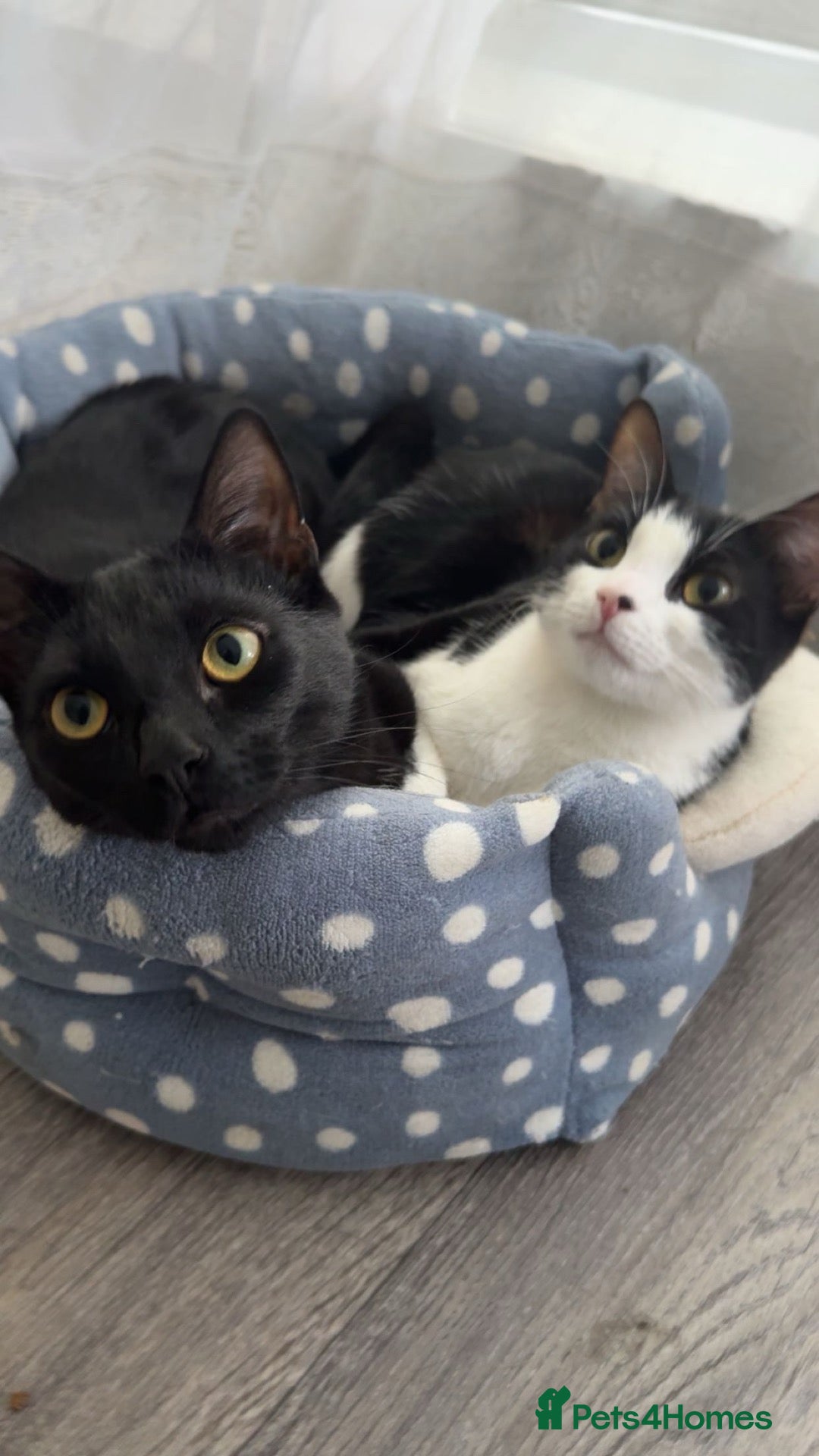 British Shorthair cats for sale: 2 cats for sale  - Advert 5