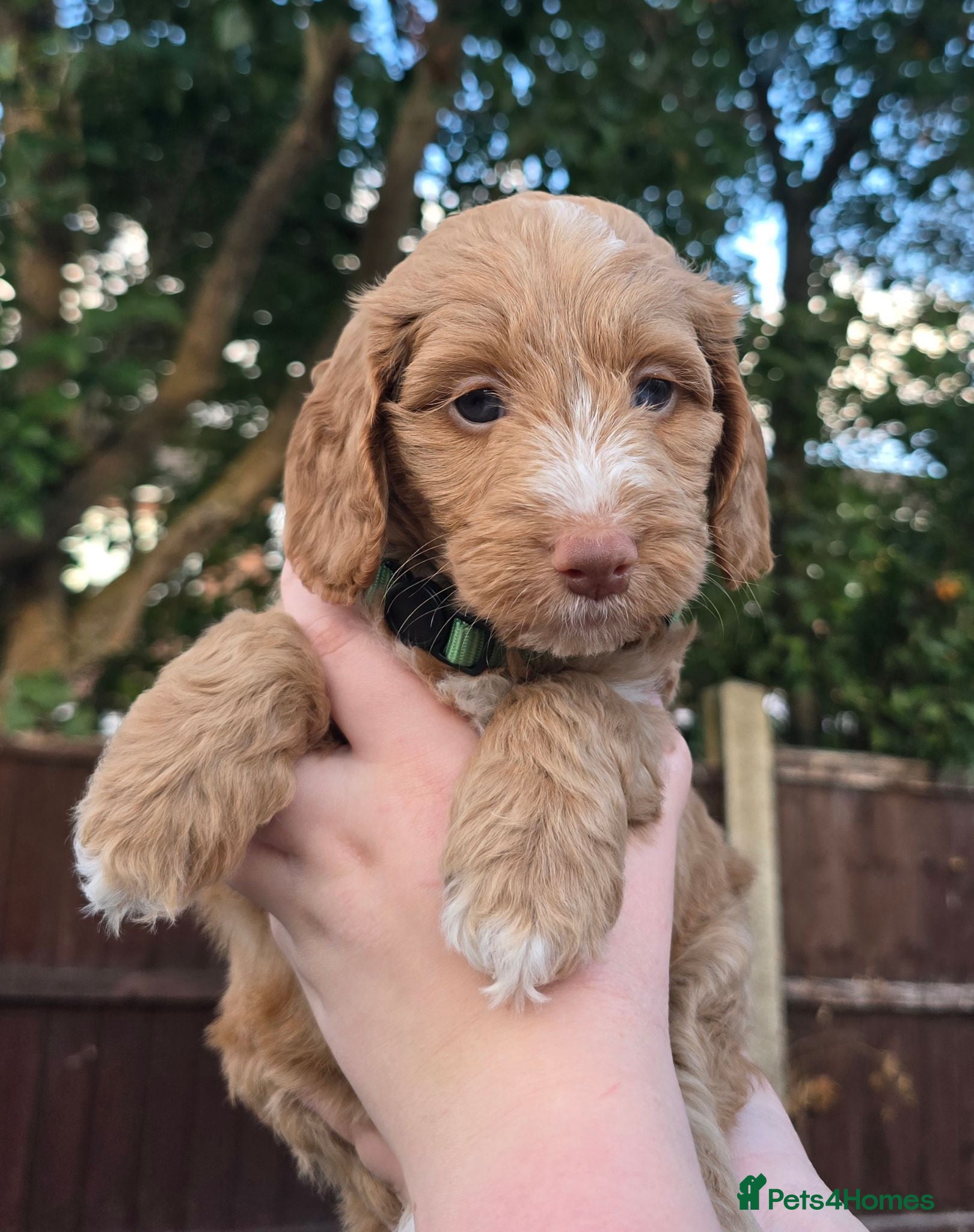 Cockapoo dogs Merles Blondes Apricots F2 Cockapoo Puppies  - Advert 1