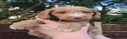 Cockapoo dogs for sale: Merles Blondes Apricots F2 Cockapoo Puppies  - Advert 1