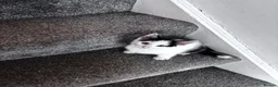 Mixed Breed cats for sale: 3 Lovely Girl Kittens Left  - Advert 6