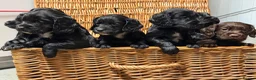 Cocker Spaniel dogs for sale: Working cocker spaniel puppies - Advert 16