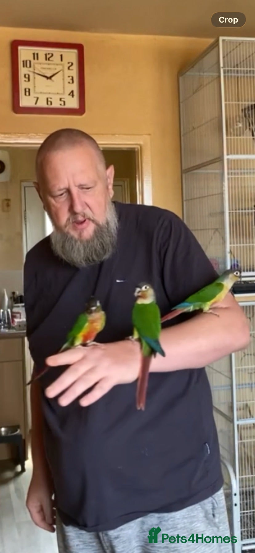 Conures birds Green Cheek Conure Baby’s Hand Raised Hand Tame - Advert 2