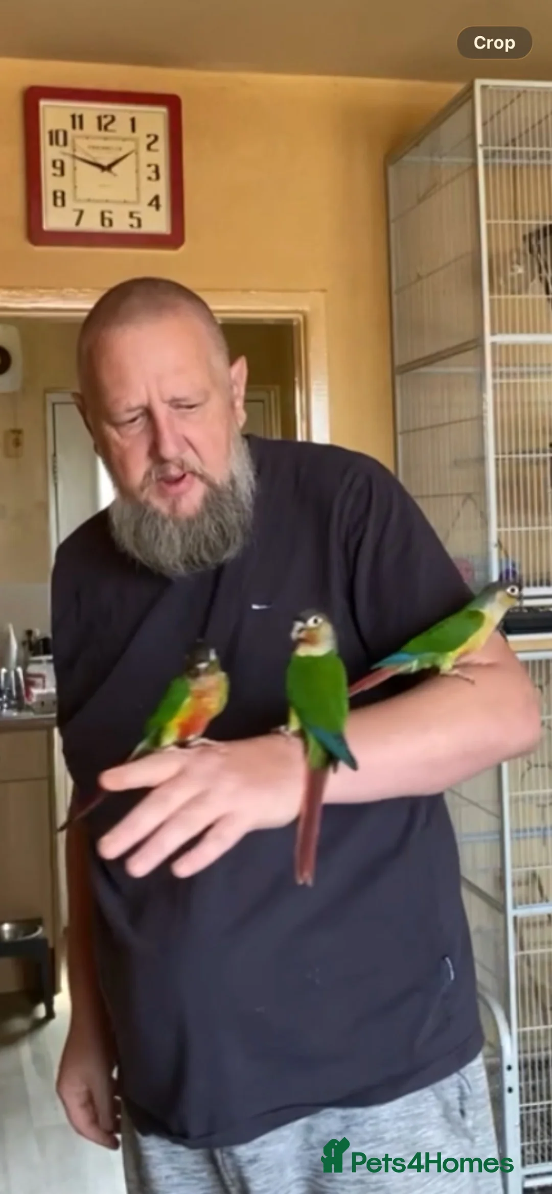 Conures birds for sale: Green Cheek Conure Baby’s Hand Raised Hand Tame - Advert 2
