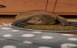 Mini Lop rabbits for sale: Neville - Image 3