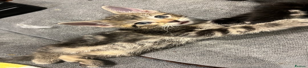 Tabby kitten