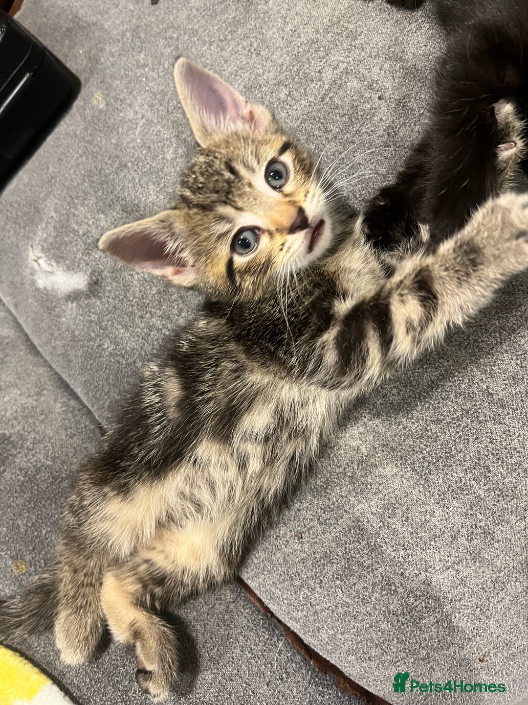 Domestic Shorthair cats for sale: 3 Gorgeous Kittens!! - Image 4