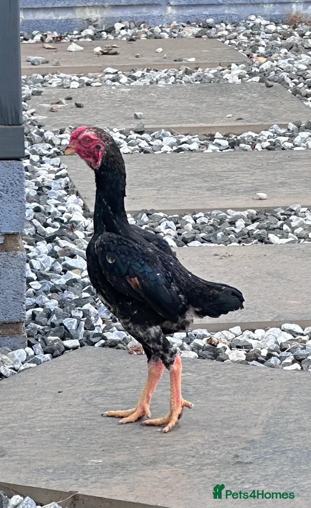 Chickens poultry for sale: Ko Shamo quality birds in Hull - Advert 1
