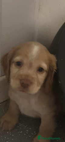 Cocker Spaniel dogs - Advert 4