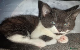 Mixed Breed cats for sale: 2 kittens for sale - Image 2