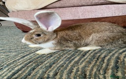 Continental Giant rabbits for sale: Continental giant rabbits  - Image 8