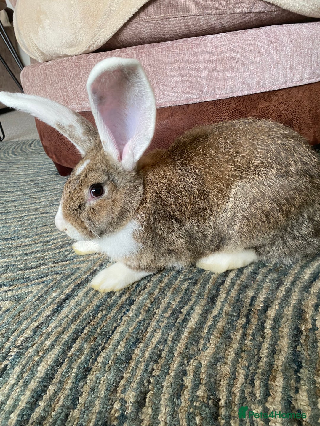 Continental Giant rabbits for sale: Continental giant rabbits  - Image 8