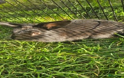 Netherland Dwarf rabbits for sale: 💫💫💫 Lion head rabbit SOLD💫💫 - Image 2