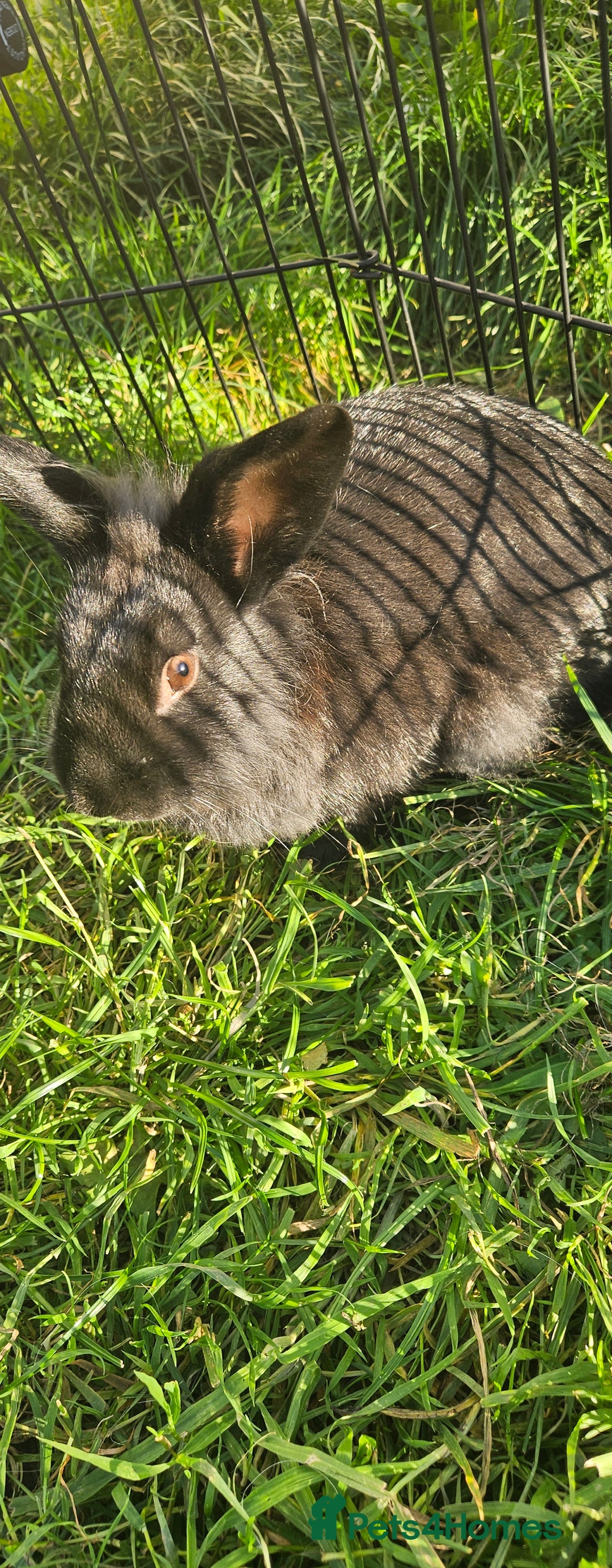 Netherland Dwarf rabbits for sale: 💫💫💫 Lion head rabbit SOLD💫💫 - Image 2