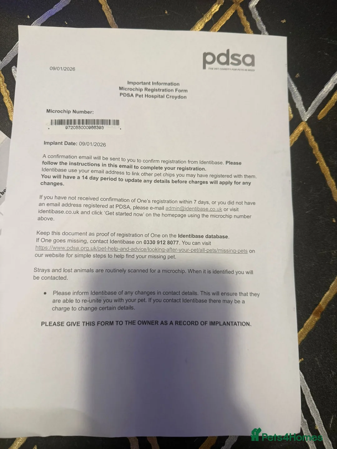 French Bulldog dogs for sale: French bulldog in London - Advert 4