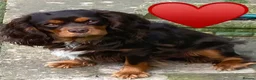 Cavalier King Charles Spaniel dogs for stud: 🤎 Chocolate and Tan 🤎  - Advert 6