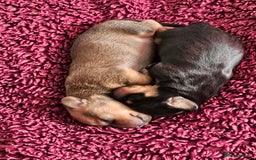 Dachshund dogs for sale: Dashound puppies for sale.  - Image 4