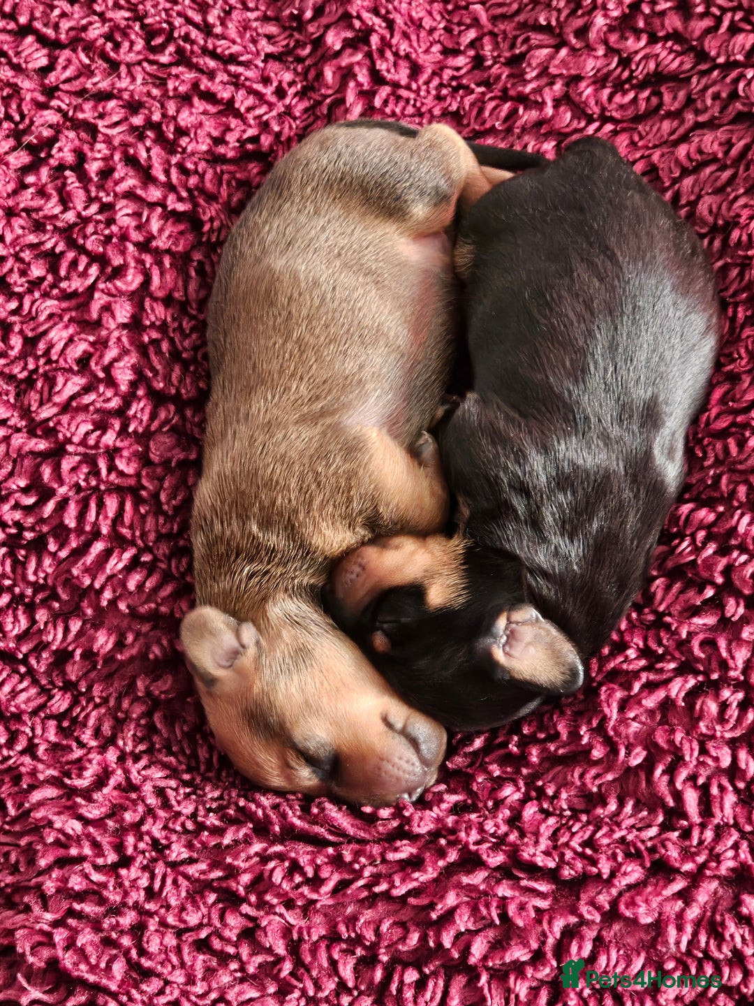 Dachshund dogs for sale: Dashound puppies for sale.  - Image 4