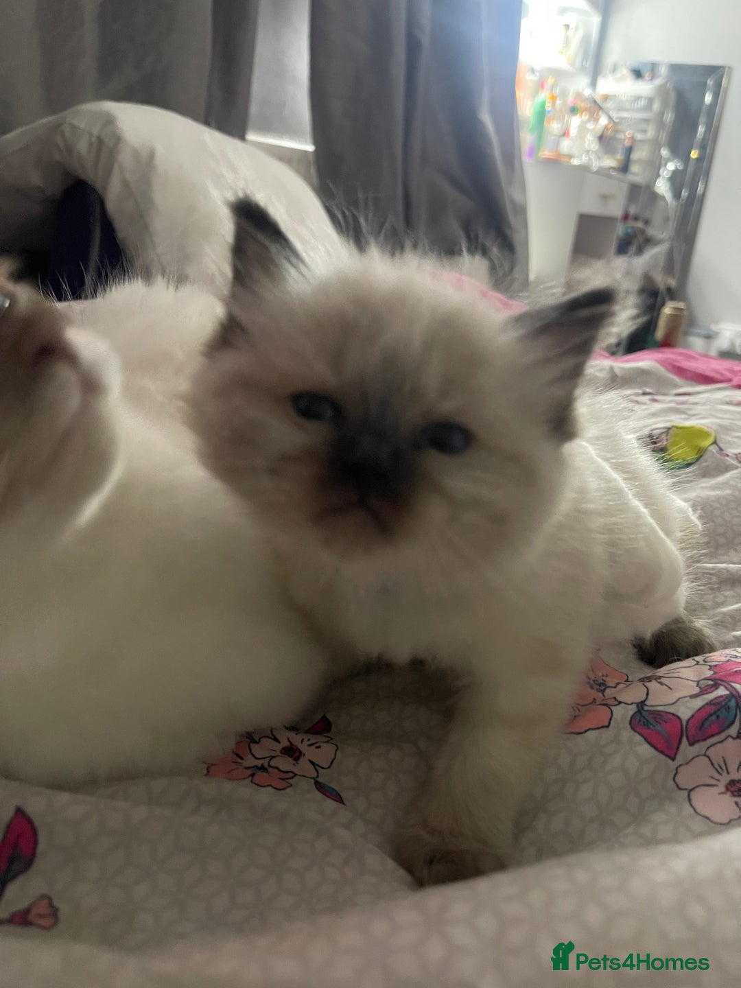 Ragdoll cats for sale: 🩵 Beautiful Ragdoll Kittens Ready at 12 Weeks! 🩵 - Image 35