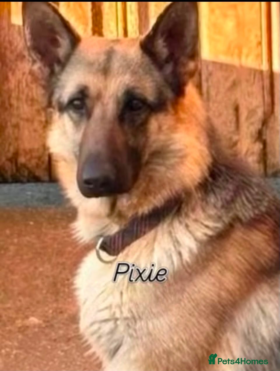German Shepherd dogs Big beautiful German Shepherd Puppies  - Advert 2