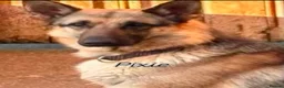 German Shepherd dogs for sale: Big beautiful German Shepherd Puppies  - Advert 2
