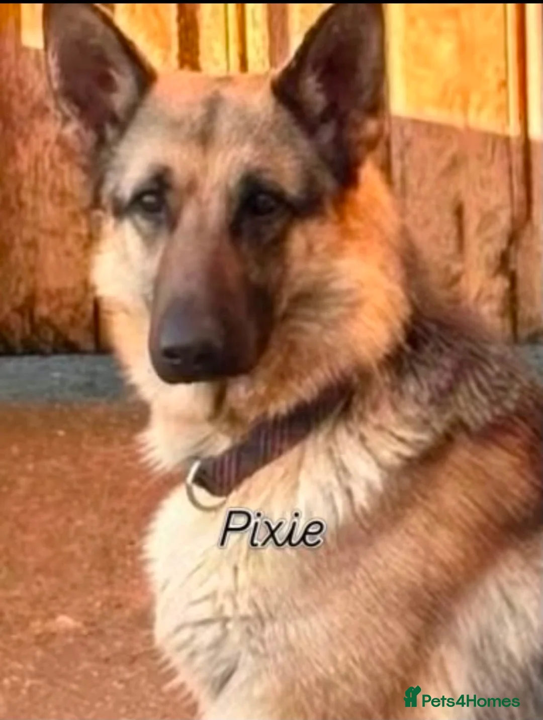 German Shepherd dogs for sale: Big beautiful German Shepherd Puppies  - Advert 2