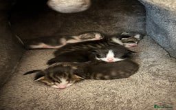 Mixed Breed cats for sale: 5 gorgeous kittens - Image 2