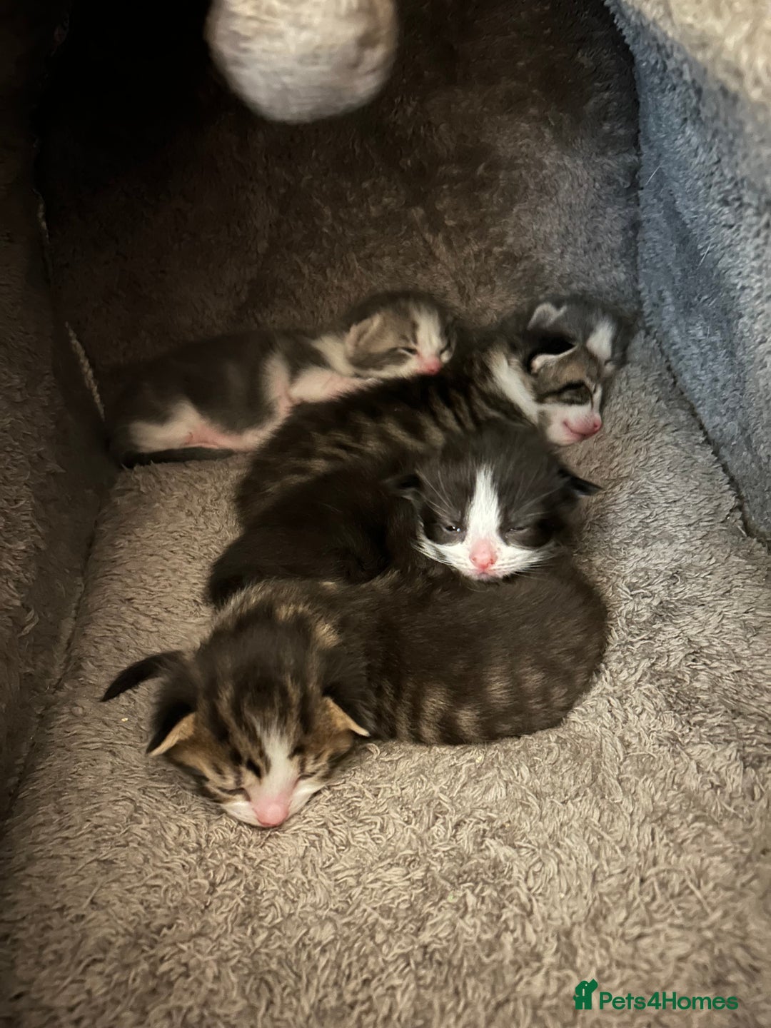 Mixed Breed cats for sale: 5 gorgeous kittens - Image 2