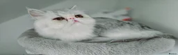 Persian cats for sale: Persian Female Silver Tabby Cat - GCCF - PKD Clear - Advert 2