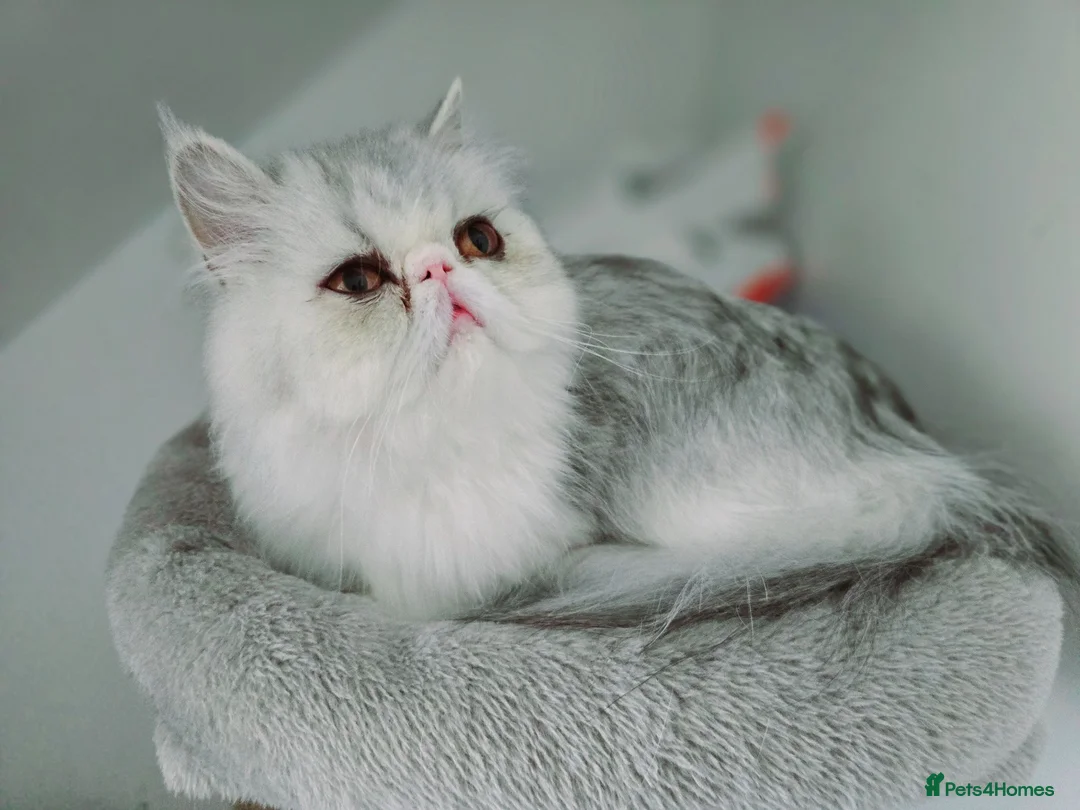 Persian cats for sale: Persian Female Silver Tabby Cat - GCCF - PKD Clear - Advert 2