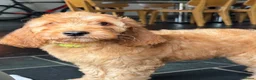Goldendoodle dogs for sale: Mini Irishdoodle Ready now! health tested parents - Advert 5