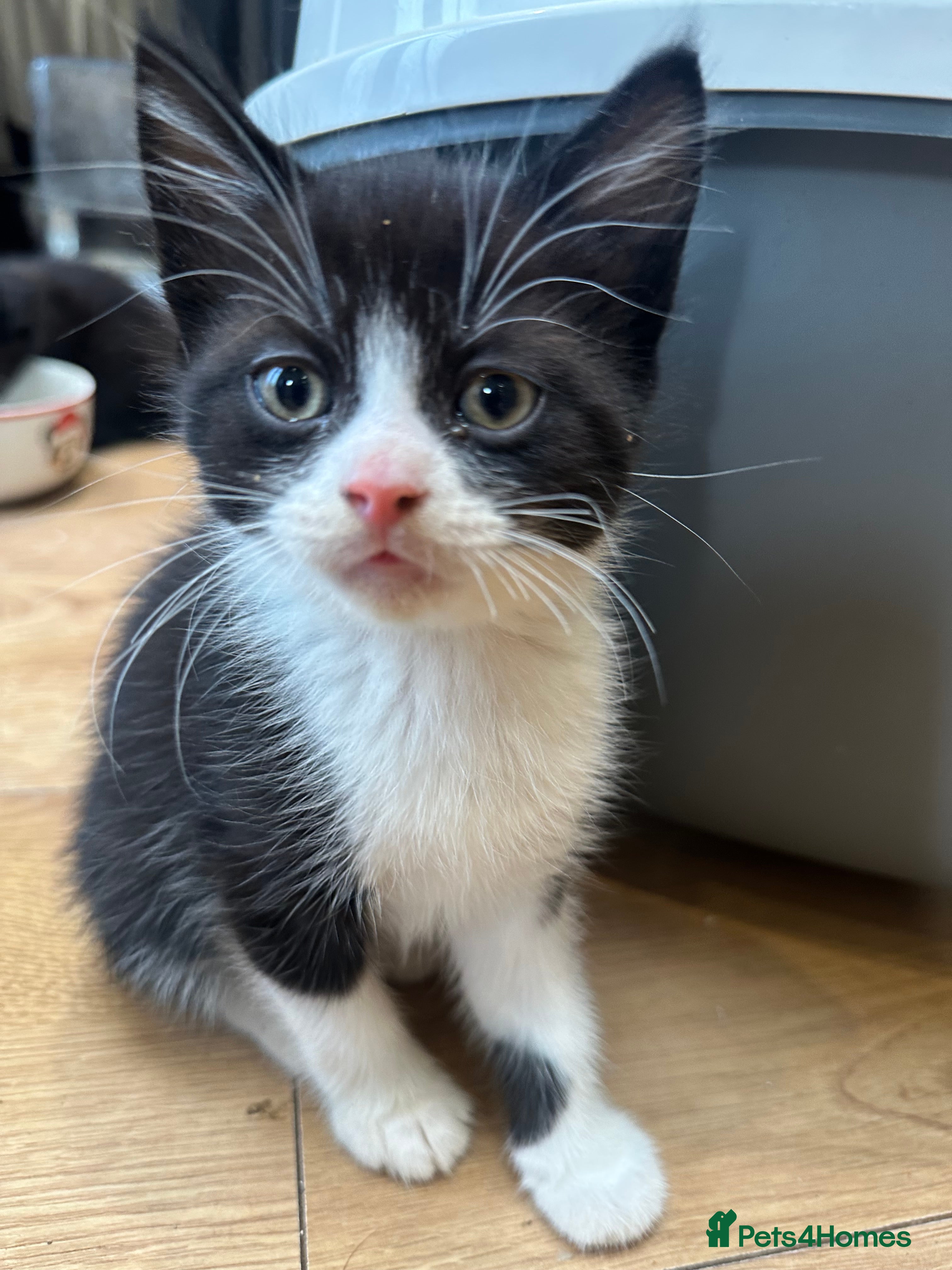 Domestic Shorthair cats Adorable Kittens Looking for Loving Homes! - Advert 17