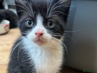 Domestic Shorthair cats Adorable Kittens Looking for Loving Homes! - Advert 17