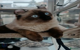 American Curl cats for sale: Two very rare and wonderful kittens for sale - Image 20