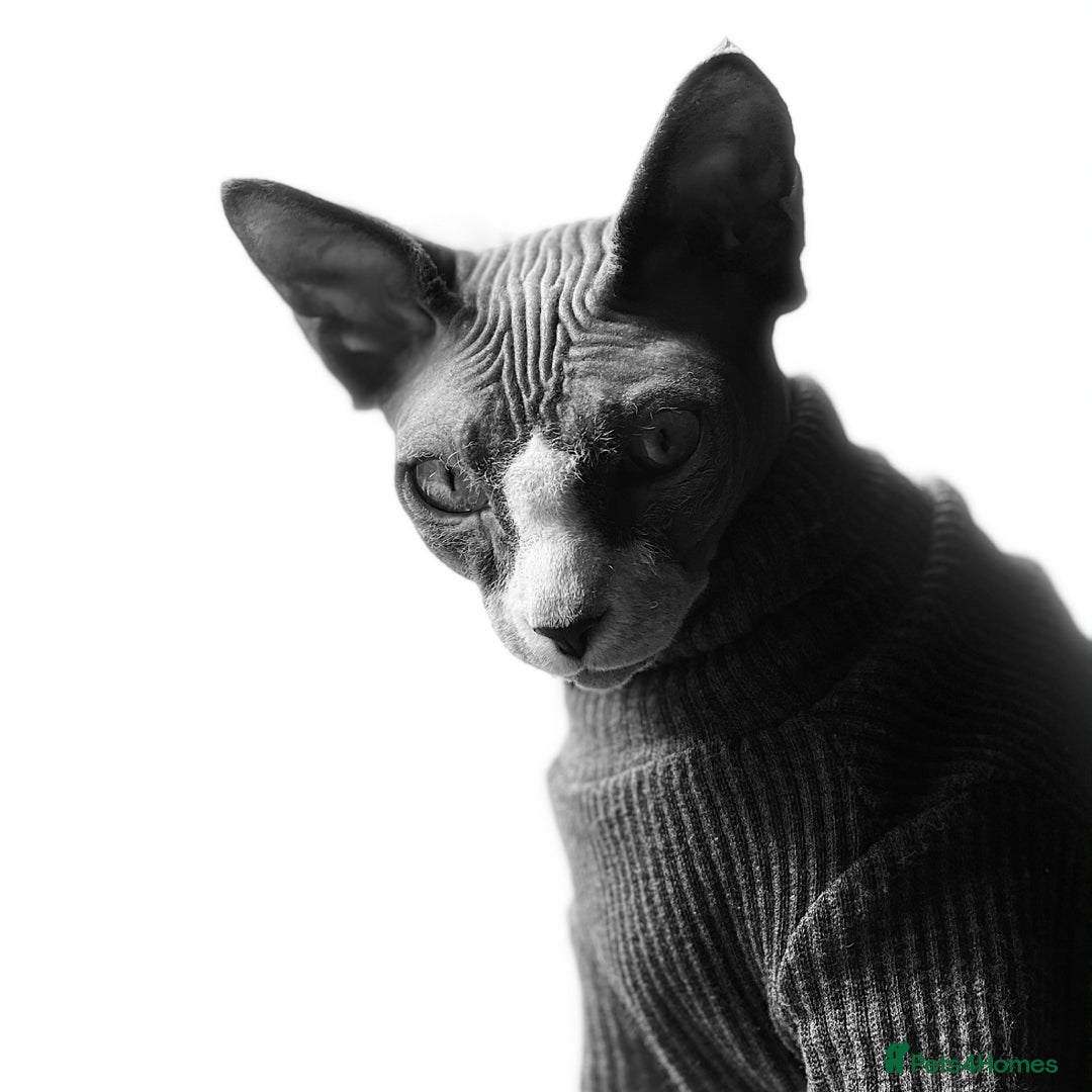 Cornish Rex cats for sale: Kira and Sushi - Image 14