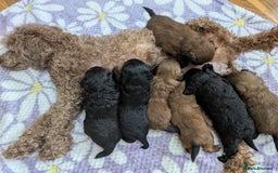 Pomapoo dogs for sale: Gorgeous Pomapoo puppies  - Image 6