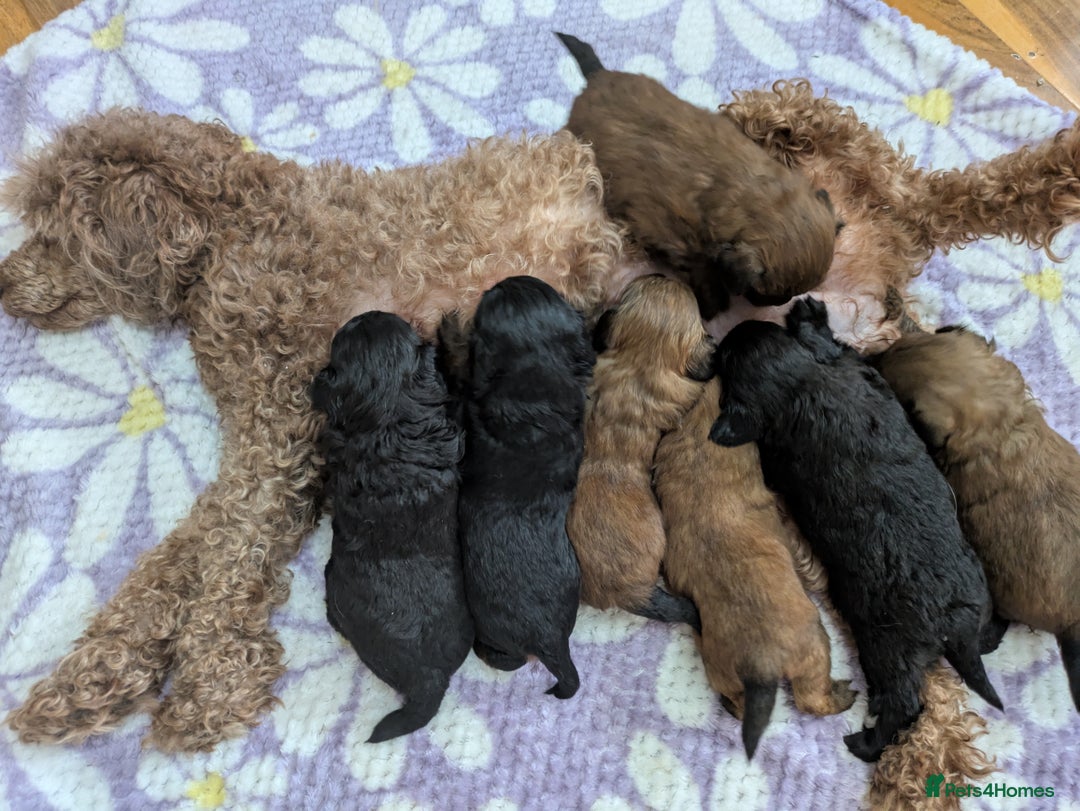 Pomapoo dogs for sale: Gorgeous Pomapoo puppies  - Image 6