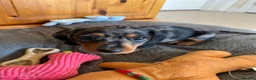 Miniature Dachshund dogs for sale: Beautiful KC registered puppies.  - Advert 12