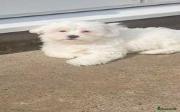 Maltese dogs for sale: Stunning Pure Maltese Puppies - Image 3