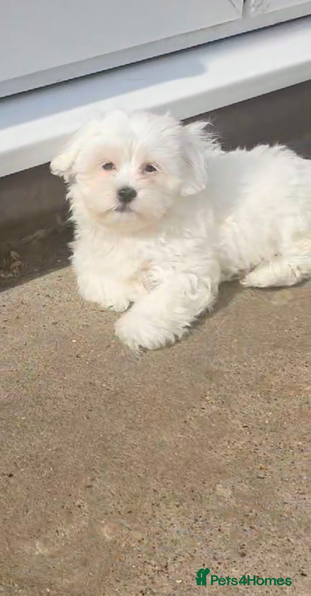 Maltese dogs for sale: Stunning Pure Maltese Puppies - Image 3