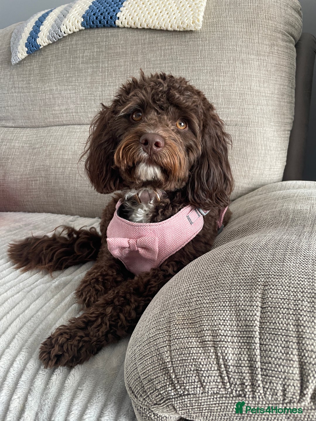 Cockapoo dogs for sale: Two Loving Cockapoo Girls Looking for Forever Home - Advert 4