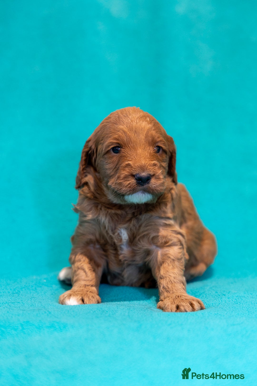 Mixed Breed dogs for sale: Beautiful litter of Australian labradoodles  - Advert 20